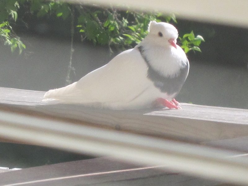 bird.JPG